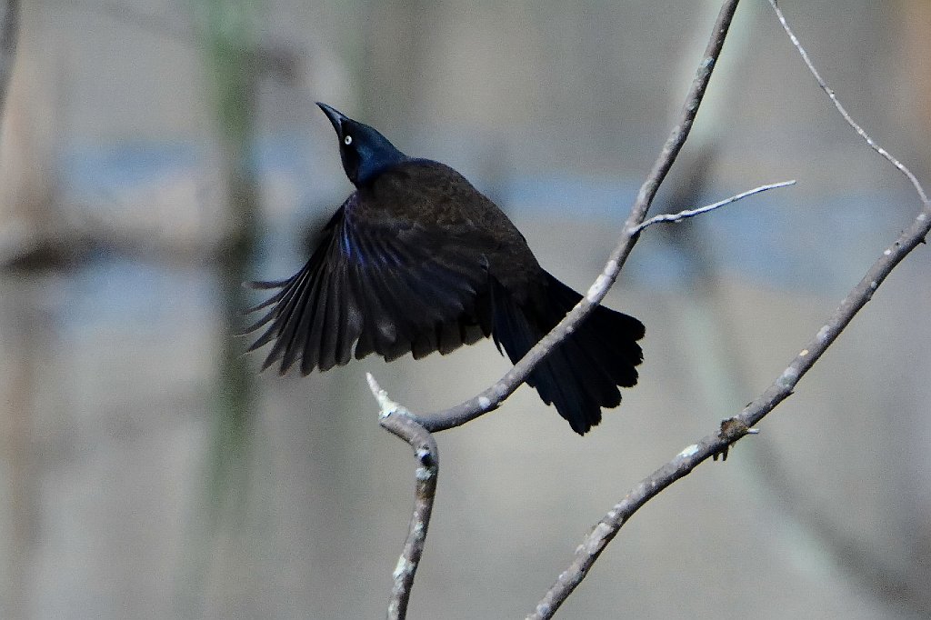 Grackle, Common, 2016-04306942 Broad Meadow Brook, MA.JPG - Common Grackle. Green Heron Pond. Broad Meadow Brook Wildlife Sanctuary, MA, 4-30-2016